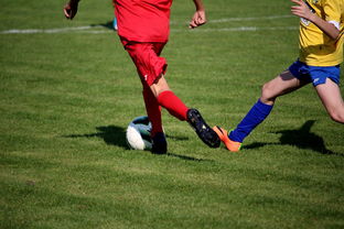 九游-体育文化节活动预告，体育文化节活动流程